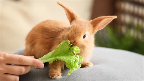 Understand How Rabbits Eat Pet Central By Chewy