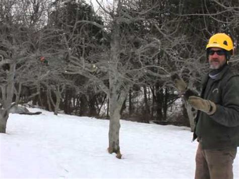 If you would like to know how to prune a massive amount of fruit trees fast and easy then this is the video to watch! Dormant Fruit Tree Pruning - YouTube