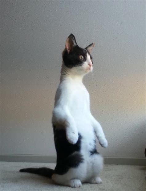 Cat Sitting Up On Hind Legs