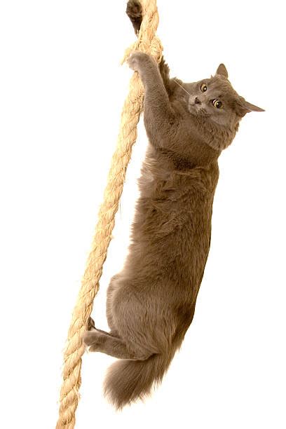 Cat Hanging Pictures Images And Stock Photos Istock