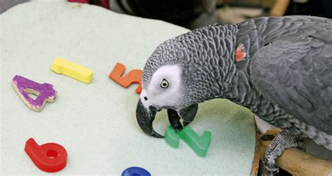 why alex the parrot may have been the world s smartest bird [video]