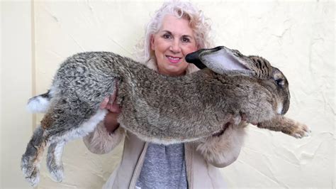 Giant Bunny Was Alive When Plane Landed United Airlines Disputes