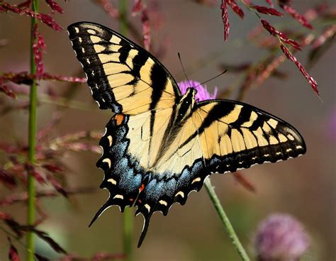 Eastern Tiger Swallowtail Biodiversity Of Barcroft Neighborhood