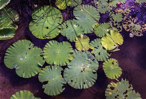 Water Droplets On Surface Of Green Water Lily Leaves Floating In Pond