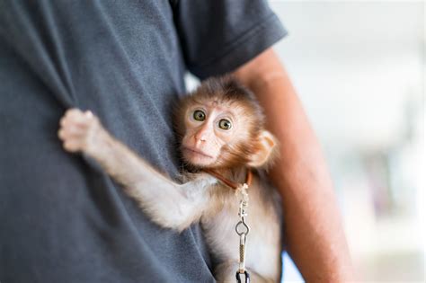Pet Monkey Rescued From Chicago Sent To Texas