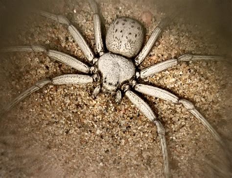 Chilean Six Eyed Sand Spider Naturerules1 Wiki Fandom