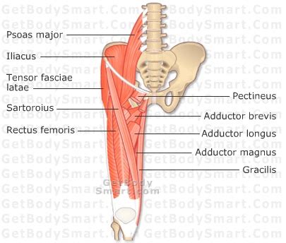 Their partner website has animated text narrations and quizzes to help you study the structures and functions of the anatomical systems. 172 best images about Anatomy Muscles on Pinterest | Muscle, Polymyalgia rheumatica and Medical ...