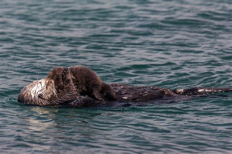 A Newborn Baby Sea Otter Enhydra Lutris Morro Bay Sea Otter Baby