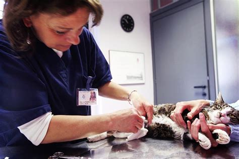 Vet Treating A Cat Photograph By Mauro Fermarielloscience Photo Library