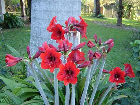 Paisagismo: Amarilis: