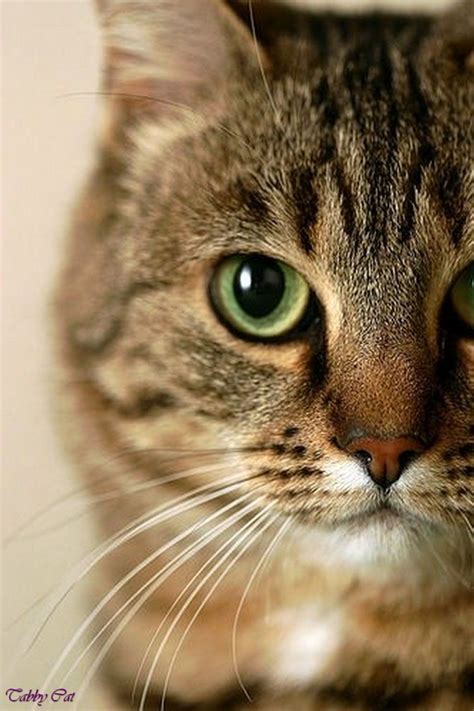 Brown Tabby Cat With Green Eyes Splash
