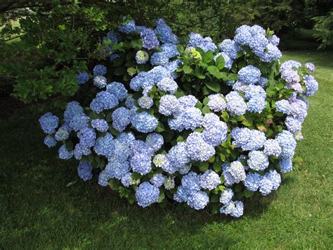 How To Sweet Your Home Garden With Endless Summer Hydrangeas Homesfeed