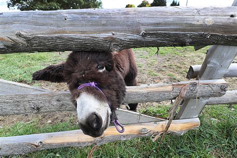 ‘a Very Special Donkey Coaxed To Life On Vermont Farm Stirs Hope For