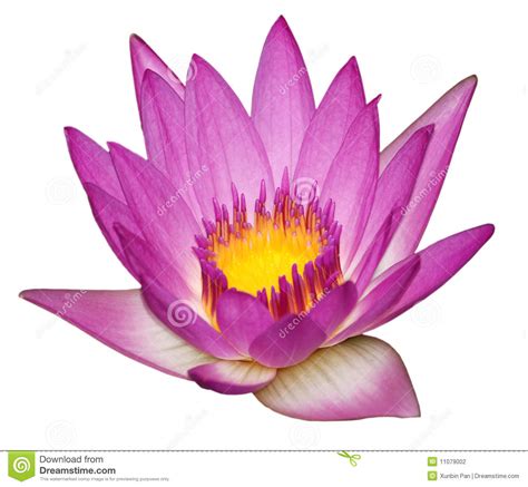 Pink Water Lily Clipart 20 Free Cliparts Download Images On