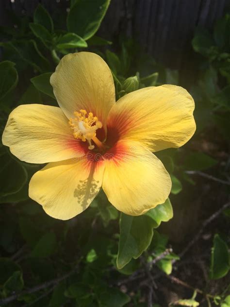 Hawaiian Hibiscus Flower Stock Image Image Of Hibiscus 147502773