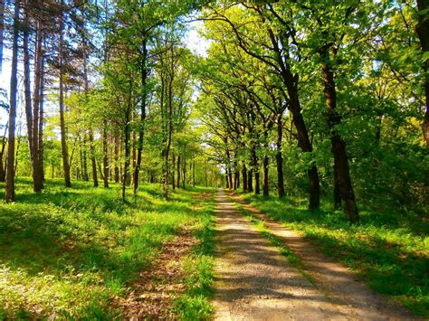 Nature Spring Green Trees Serbia Wallpapers Hd
