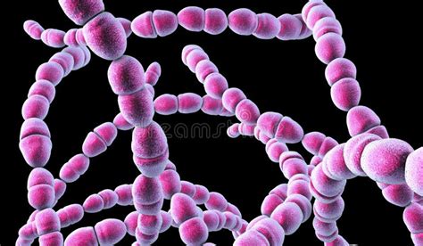 Стрептококк Thermophilus бактерий Иллюстрация штока иллюстрации
