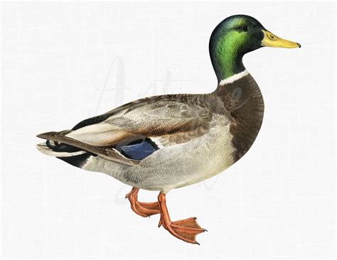 Instant Download Mallard Duck Wild Duck Bird Image Etsy Ireland