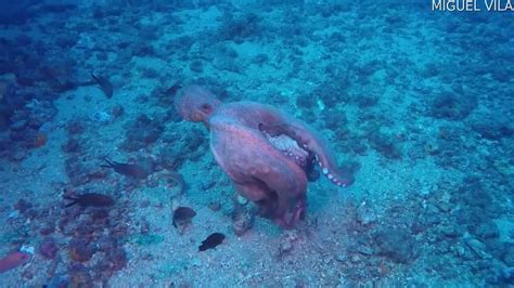 Octopuses Engage In Underwater Scuffle Jukin Licensing