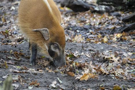 Bush Pig Went For A Walk A Large Wild Boar With A Bright Ginger Color