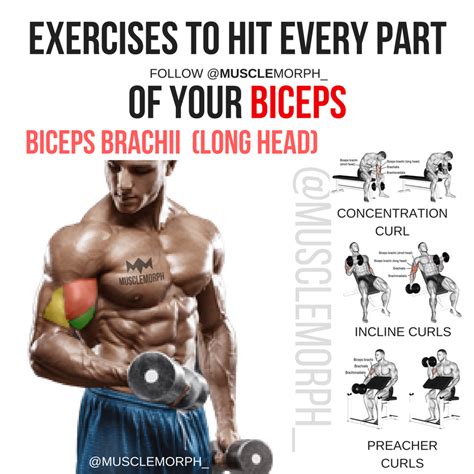 Biceps Workout Biceps Exercise Bicep Short Head Bicep Musclemorph