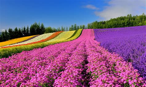 8 Must-See Flower Spots in Hokkaido | All About Japan