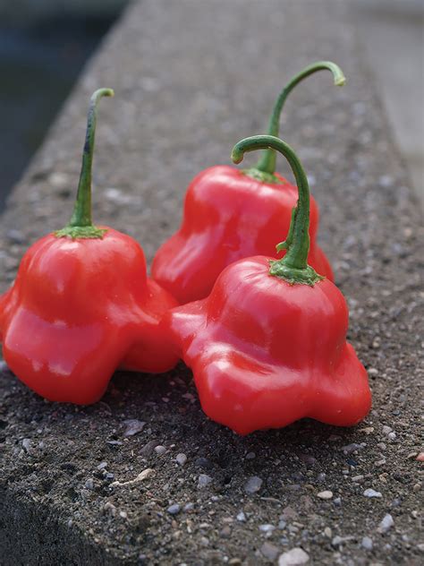 Peppers Mad Hatter Hybrid William Dam Seeds