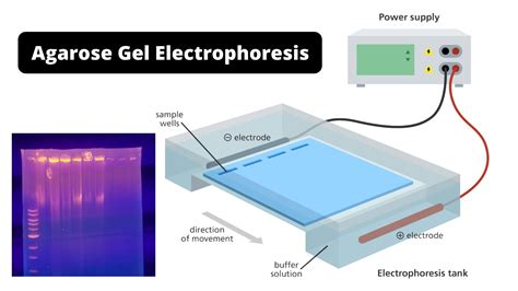 Agarose Gel Electrophoresis Definition Principle Procedure Applications