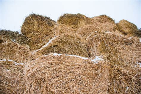 Storage With Piles Of Stacks Of Hay Stock Image Image Of Field Food