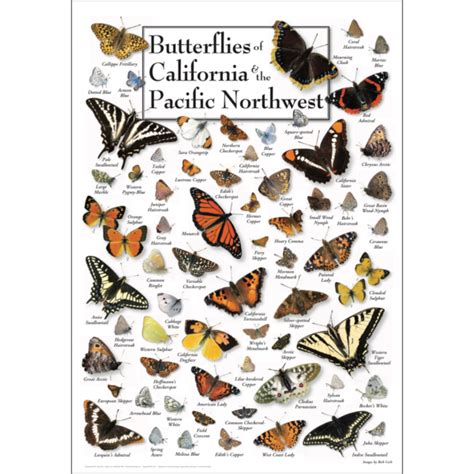 Butterflies Of California And Pacific Northwest Poster Earth Sky Water