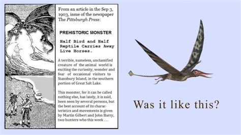 Pterodactyl Talk In Mid 2021 Live Pterosaur