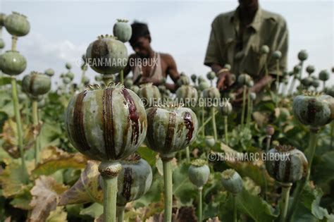 Opium Harvest In Rajasthan Jean Marc Giboux Photography