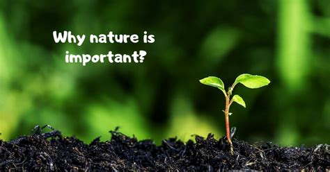 Why Nature Is Important The Importance Of Nature Stability