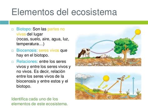 Los Ecosistemas