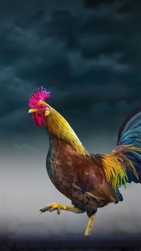 2160x3840 Rooster Sony Xperia Xxzz5 Premium Hd 4k Wallpapersimages