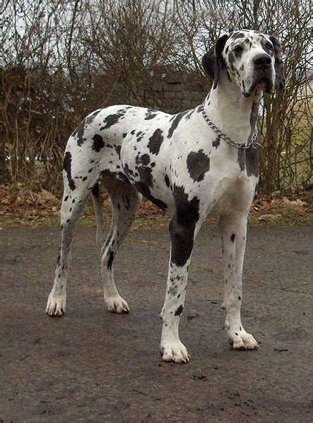 Great Dane Dog Breed Complete Guide A Z Animals