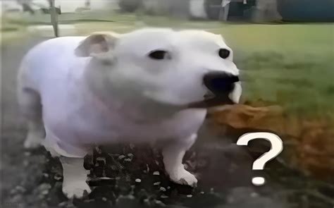 Huh Dog Blank Template Imgflip