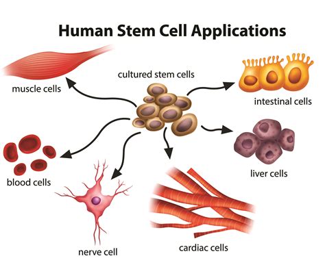What Are The Potential Uses Of Human Stem Cells