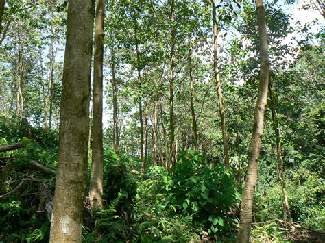 Biasanya harga dari kayu jati gelondong tergantung dari ukuran dan kualitasnya serta diukur berdasarkan diameter pohon dan panjangnya. 🌱 Jual Bibit & Benih Biji Pohon Jati Putih / Gamelina ...