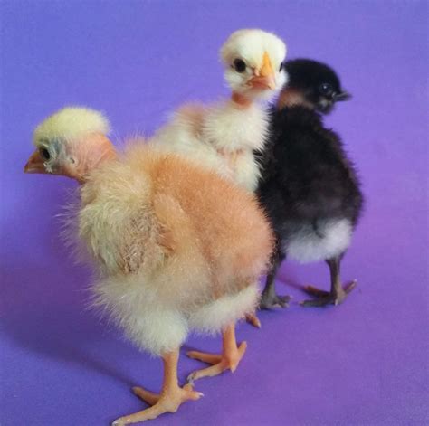 12 Naked Neck Turken Chicken Hatching Eggs Mixed Colors Lf Backyard Chickens Learn How To