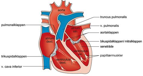 Kredsløbet Hjertet Hjertets ledningssystem og impulsudbredelse
