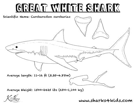 Fish Sharks Mako Sharks Coloring Pages - Belinda Berube's Coloring Pages