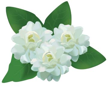 PNG Jasmine Flower Transparent Jasmine Flower.PNG Images. | PlusPNG