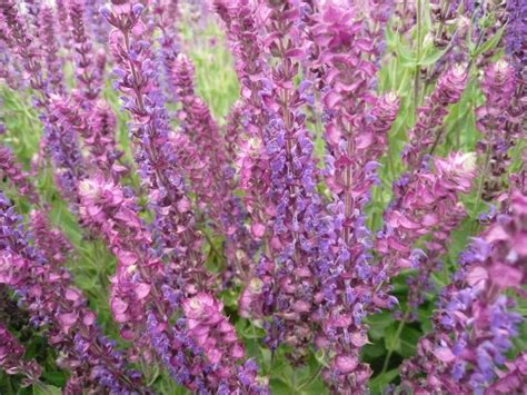 Order now to receive free shipping with no minimum quantity order! Flowers for hot, dry gardens