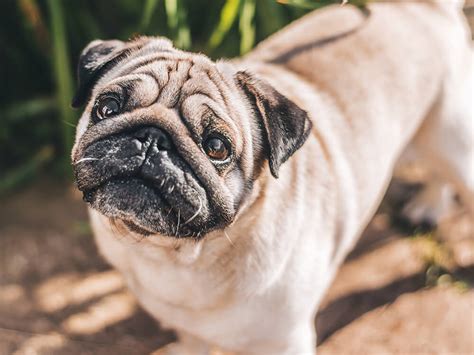 Understanding And Preventing Common Health Issues In Pugs