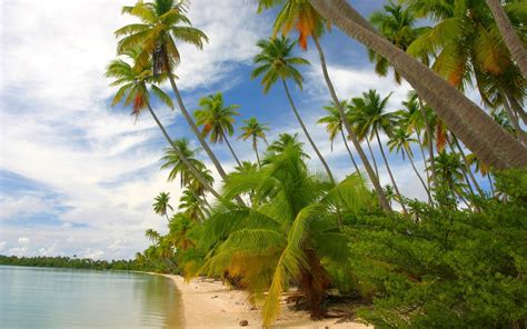 Palm Trees Nature Landscape Tropical Island Hd Wallpaper
