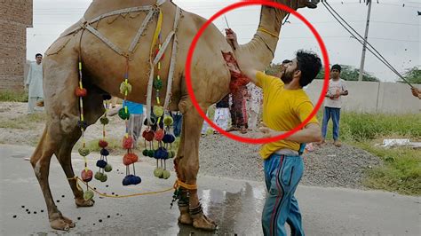 You can buy from uk, usa, canada, australia, germany, europe, new zealand buy camel for qurbani. Dangerous Camel Qurbani In Faisalabad - Khandani Qasai ...