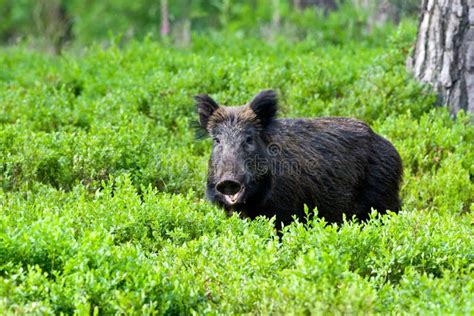 Wild Boar Sus Scrofa Stock Photo Image Of Animal Single 202826660