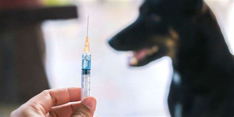 War Against Rabies Gets Shot In The Arm In New Vaccination Method Nation