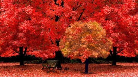 Free Download Red Autumn Leaves Wallpaper High Definition High Quality